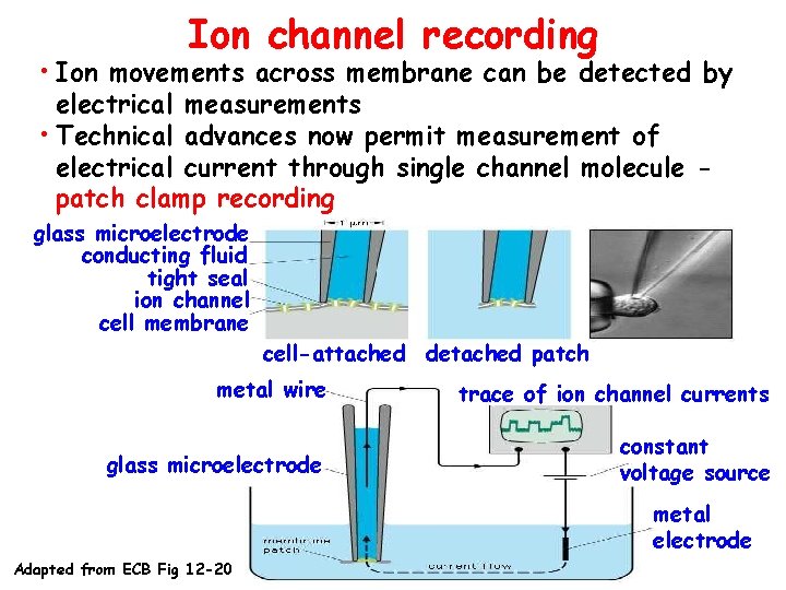 Ion channel recording • Ion movements across membrane can be detected by electrical measurements