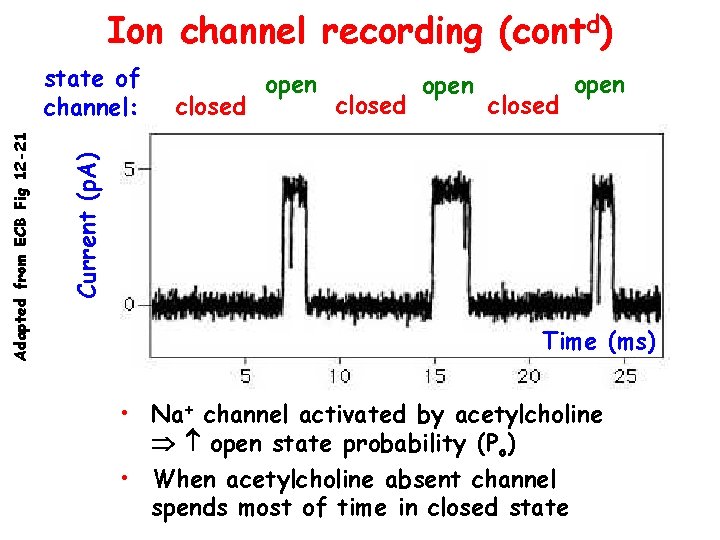 Ion channel recording (contd) closed open Current (p. A) Adapted from ECB Fig 12