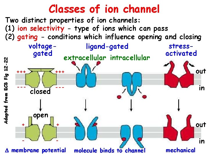 Classes of ion channel Adapted from ECB Fig 12 -22 Two distinct properties of