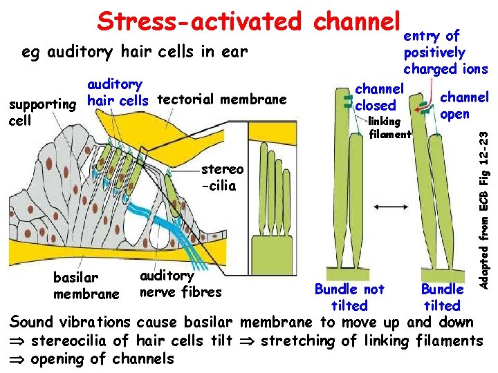 Stress-activated channel entry of eg auditory hair cells in ear channel closed linking filament