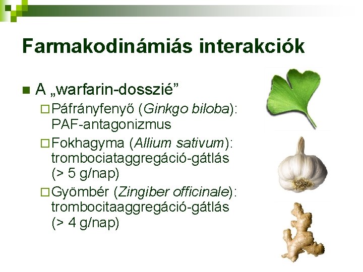 Farmakodinámiás interakciók n A „warfarin-dosszié” ¨ Páfrányfenyő (Ginkgo biloba): PAF-antagonizmus ¨ Fokhagyma (Allium sativum):