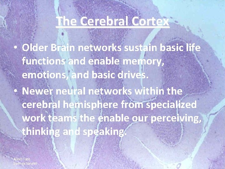 The Cerebral Cortex • Older Brain networks sustain basic life functions and enable memory,