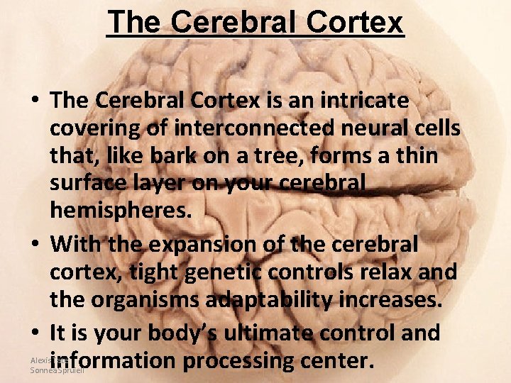 The Cerebral Cortex • The Cerebral Cortex is an intricate covering of interconnected neural