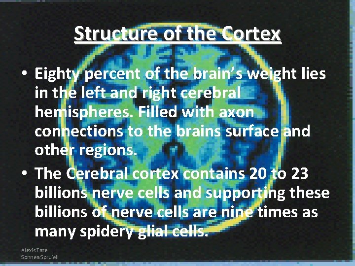 Structure of the Cortex • Eighty percent of the brain’s weight lies in the