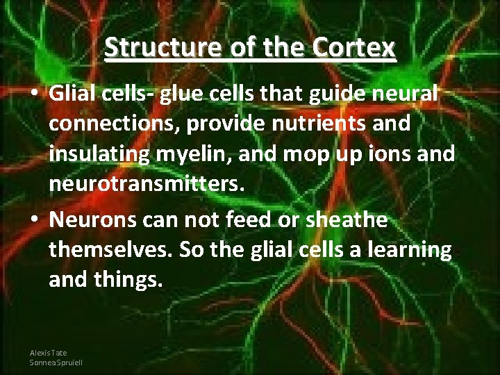 Structure of the Cortex • Glial cells- glue cells that guide neural connections, provide