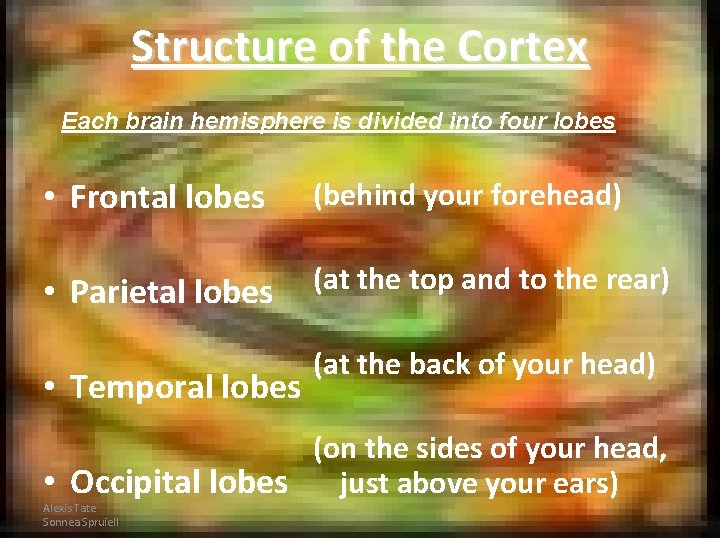 Structure of the Cortex Each brain hemisphere is divided into four lobes • Frontal