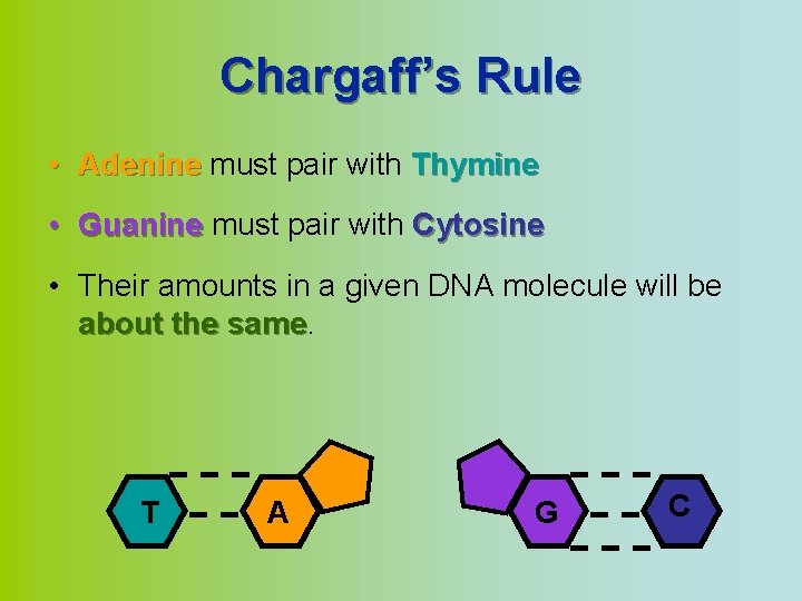 Chargaff’s Rule • Adenine must pair with Thymine • Guanine must pair with Cytosine