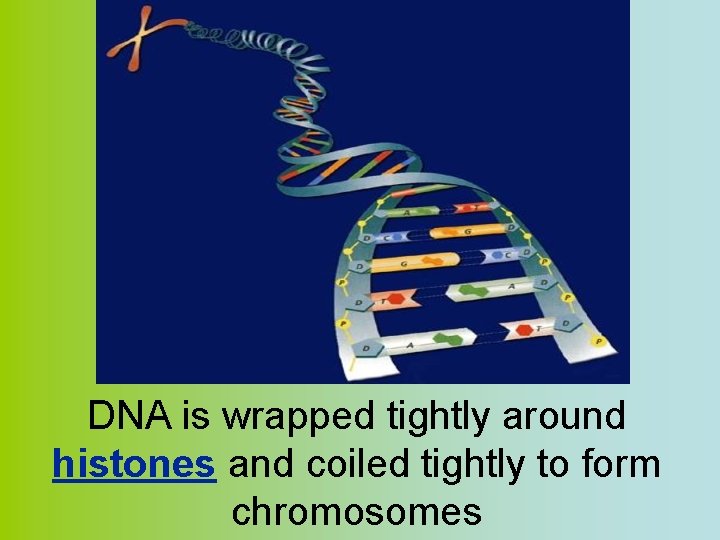 DNA is wrapped tightly around histones and coiled tightly to form chromosomes 
