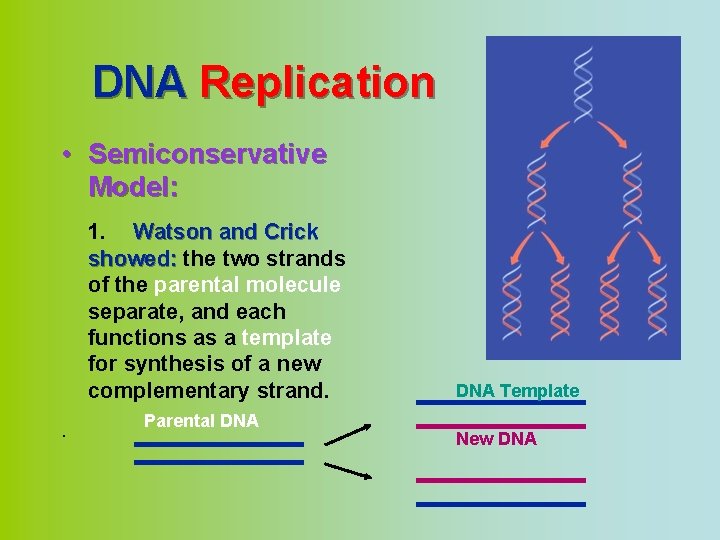 DNA Replication • Semiconservative Model: 1. Watson and Crick showed: the two strands of