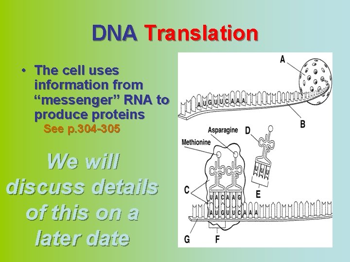 DNA Translation • The cell uses information from “messenger” RNA to produce proteins See