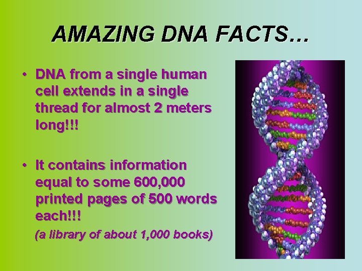 AMAZING DNA FACTS… • DNA from a single human cell extends in a single
