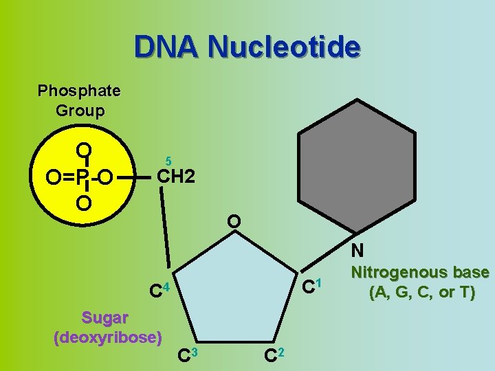 DNA Nucleotide Phosphate Group O O=P-O O 5 CH 2 O N C 1