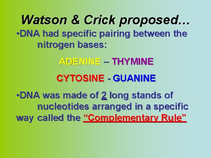 Watson & Crick proposed… • DNA had specific pairing between the nitrogen bases: ADENINE