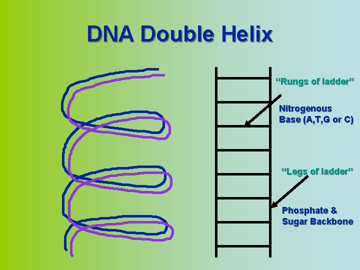 DNA Double Helix “Rungs of ladder” Nitrogenous Base (A, T, G or C) “Legs