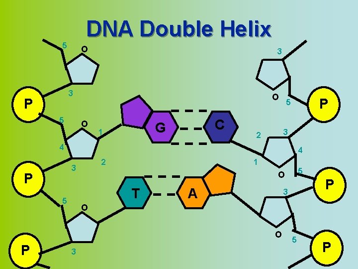 DNA Double Helix 5 O 3 3 P 5 O O C G 1