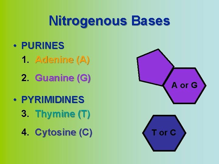 Nitrogenous Bases • PURINES 1. Adenine (A) 2. Guanine (G) A or G •