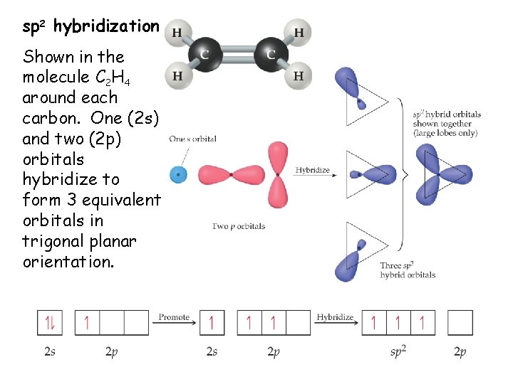 sp 2 hybridization Shown in the molecule C 2 H 4 around each carbon.