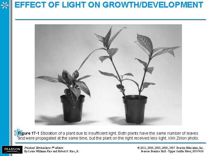 EFFECT OF LIGHT ON GROWTH/DEVELOPMENT Figure 17 -1 Etiolation of a plant due to