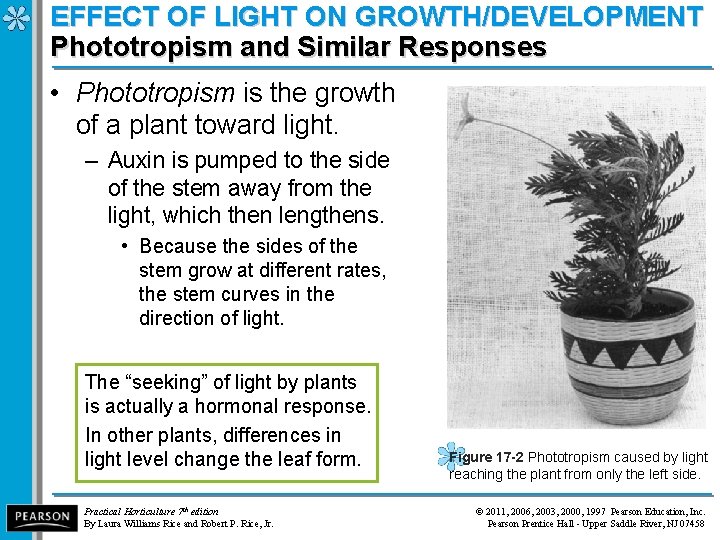 EFFECT OF LIGHT ON GROWTH/DEVELOPMENT Phototropism and Similar Responses • Phototropism is the growth