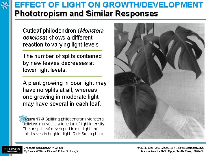 EFFECT OF LIGHT ON GROWTH/DEVELOPMENT Phototropism and Similar Responses Cutleaf philodendron (Monstera deliciosa) shows