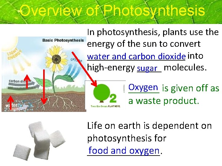 Overview of Photosynthesis In photosynthesis, plants use the energy of the sun to convert