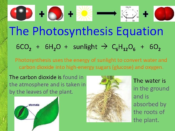  The Photosynthesis Equation 6 CO 2 + 6 H 2 O + sunlight