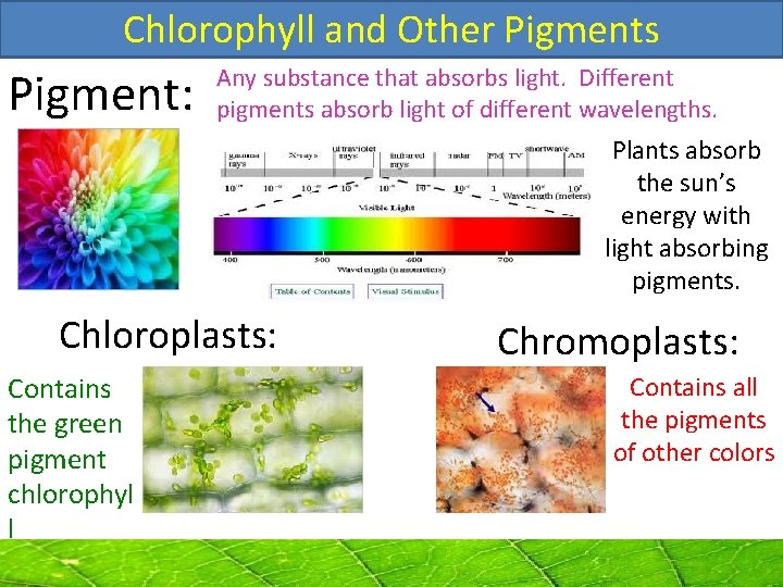 Chlorophyll and Other Pigments Pigment: Any substance that absorbs light. Different pigments absorb light