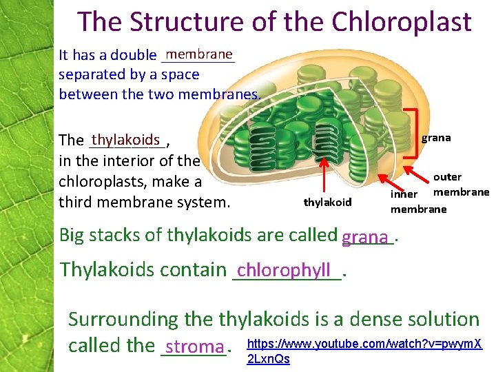 The Structure of the Chloroplast membrane It has a double _____ separated by a