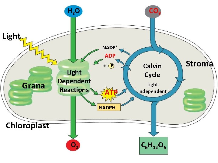 H 2 O CO 2 Light NADP+ ADP Grana Light Dependent Reactions P ATP