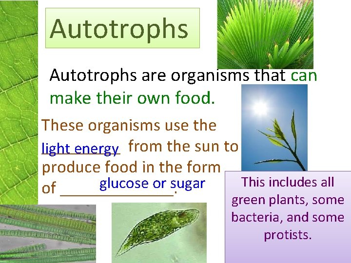 Autotrophs are organisms that can make their own food. These organisms use the _____