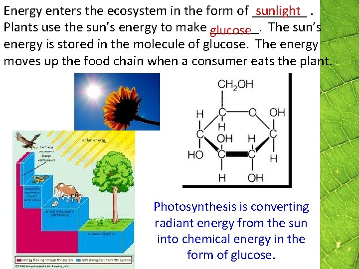 Energy enters the ecosystem in the form of ____. sunlight Plants use the sun’s