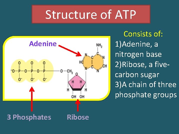 Structure of ATP Consists of: 1)Adenine, a nitrogen base 2)Ribose, a fivecarbon sugar 3)A