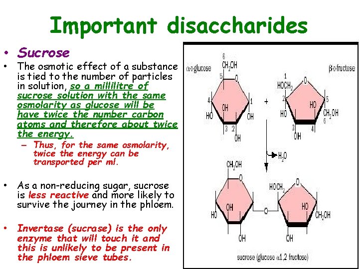 Important disaccharides • Sucrose • The osmotic effect of a substance is tied to