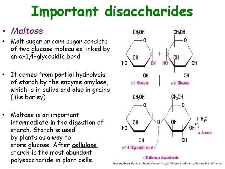 Important disaccharides • Maltose • Malt sugar or corn sugar consists of two glucose