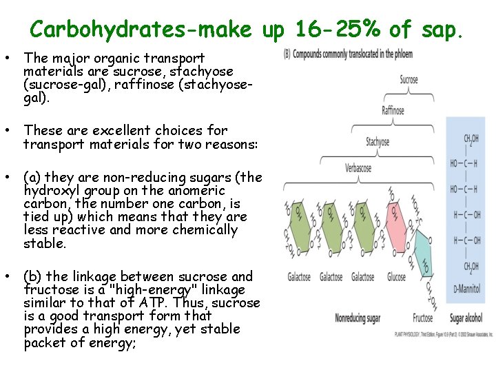 Carbohydrates-make up 16 -25% of sap. • The major organic transport materials are sucrose,