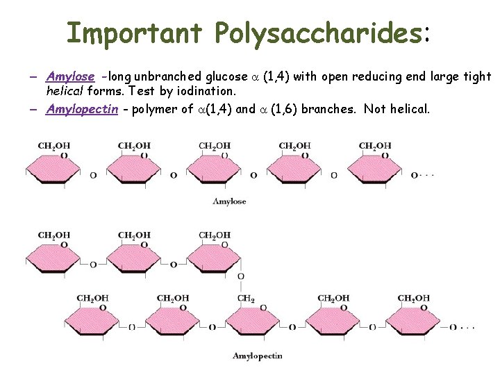 Important Polysaccharides: Starch - energy reservoir in plants - made of two polysaccharides –