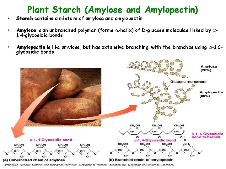 Plant Starch (Amylose and Amylopectin) • Starch contains a mixture of amylose and amylopectin