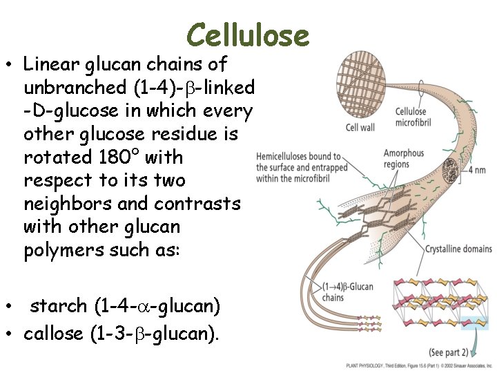 Cellulose • Linear glucan chains of unbranched (1 -4)-b-linked -D-glucose in which every other