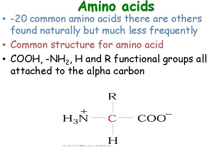 Amino acids • -20 common amino acids there are others found naturally but much