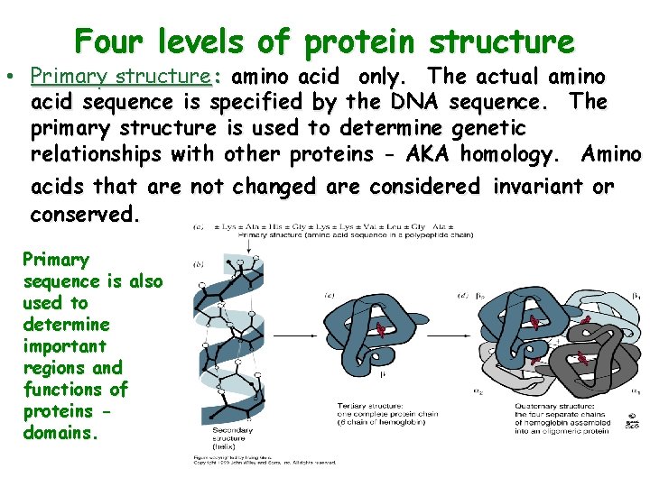 Four levels of protein structure • Primary structure: amino acid only. The actual amino