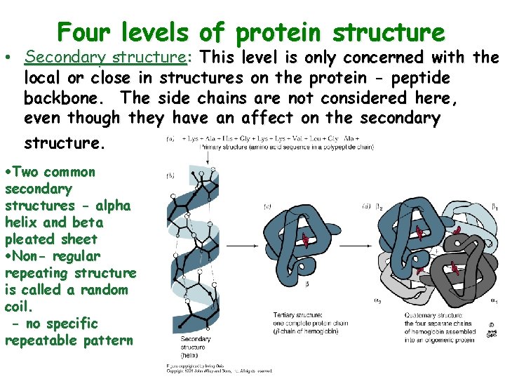 Four levels of protein structure • Secondary structure: This level is only concerned with
