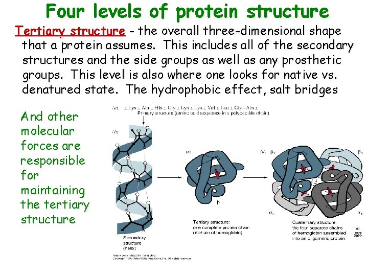 Four levels of protein structure Tertiary structure - the overall three-dimensional shape that a