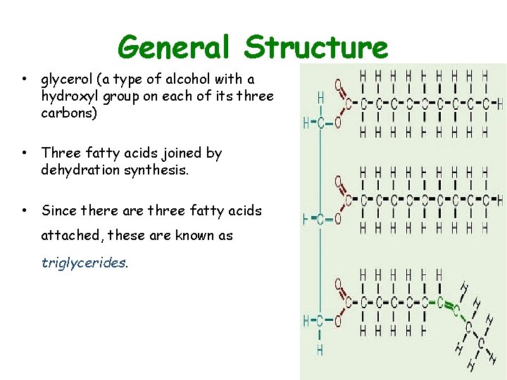 General Structure • glycerol (a type of alcohol with a hydroxyl group on each