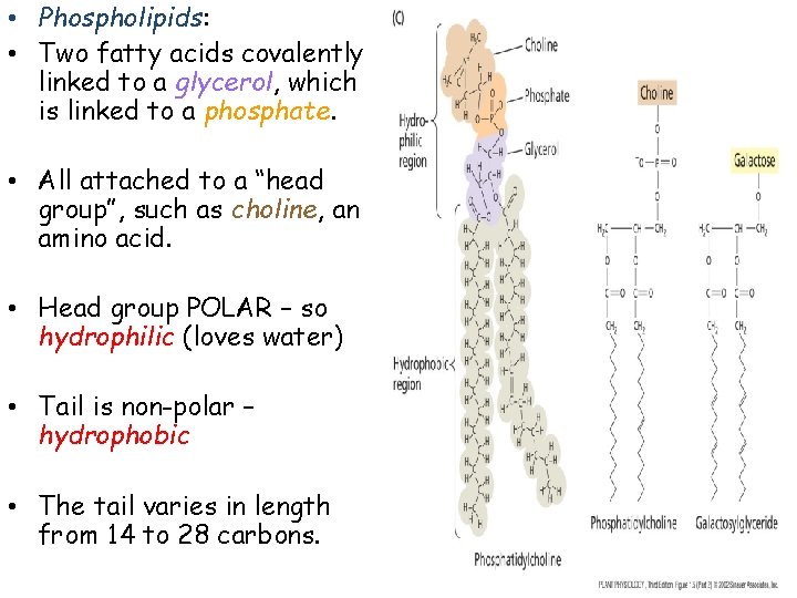  • Phospholipids: • Two fatty acids covalently linked to a glycerol, which is