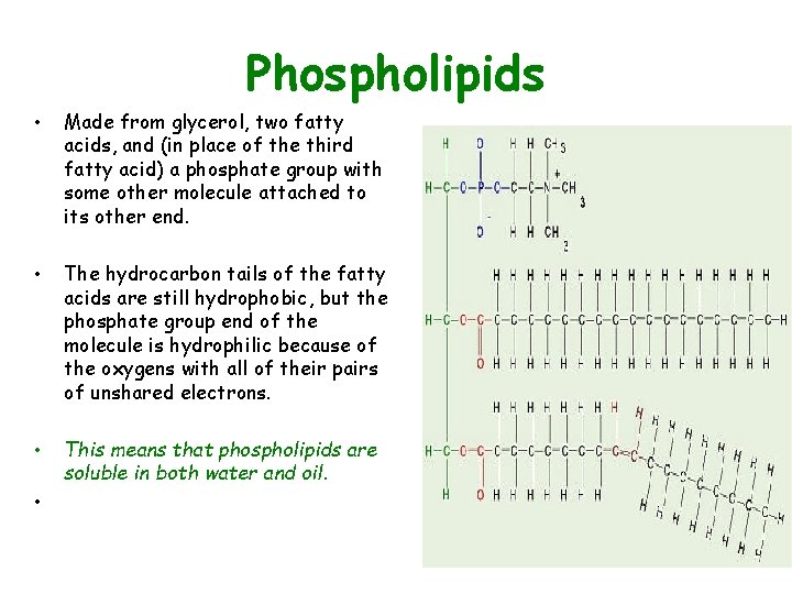 Phospholipids • Made from glycerol, two fatty acids, and (in place of the third
