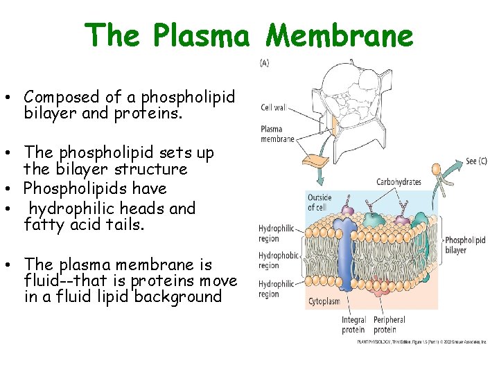 The Plasma Membrane • Composed of a phospholipid bilayer and proteins. • The phospholipid