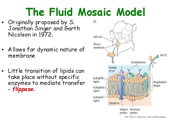 The Fluid Mosaic Model • Originally proposed by S. Jonathan Singer and Garth Nicolson