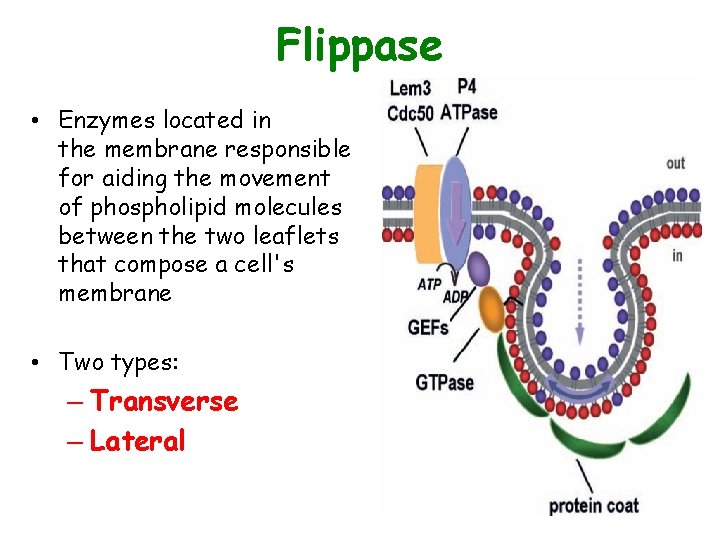 Flippase • Enzymes located in the membrane responsible for aiding the movement of phospholipid