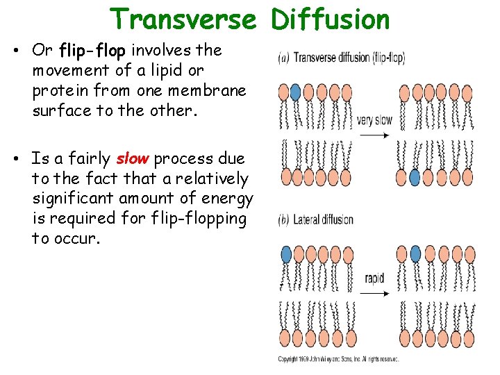 Transverse Diffusion • Or flip-flop involves the movement of a lipid or protein from