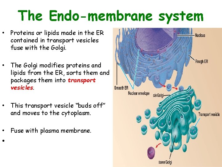 The Endo-membrane system • Proteins or lipids made in the ER contained in transport